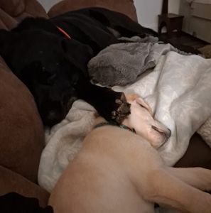 Meet your Posher, Calvin